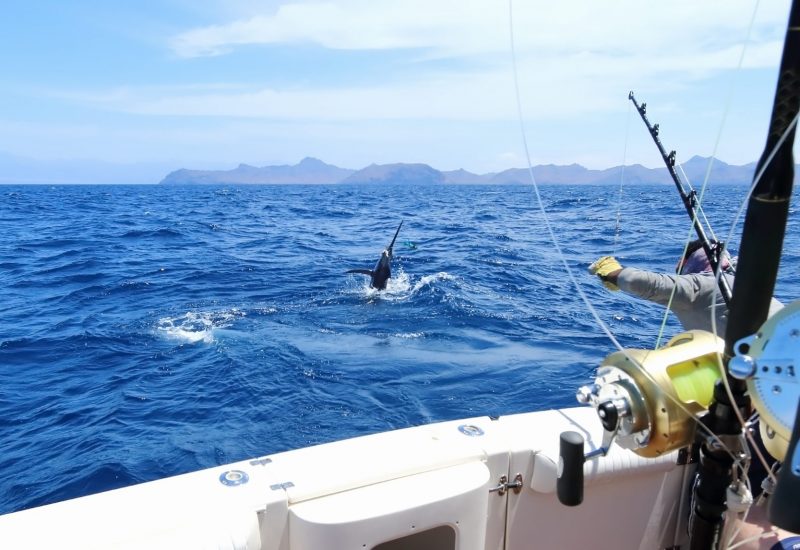 Big,Game,Fishing.,Caught,A,Marlin,Jumping,Near,The,Boat.
